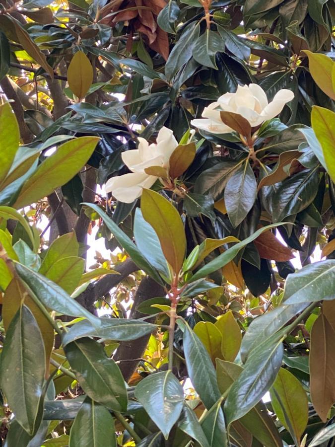 圣玛格丽塔－利古雷Le Magnolie住宿加早餐旅馆 外观 照片